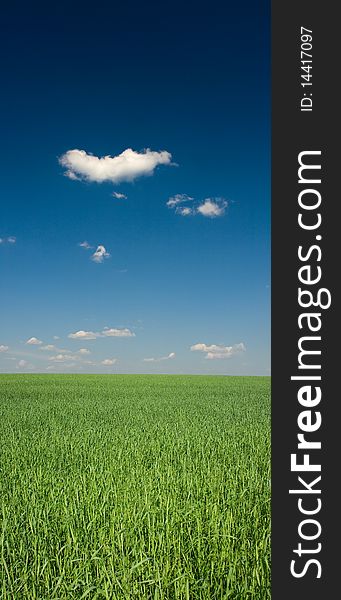 Green field under blue sky