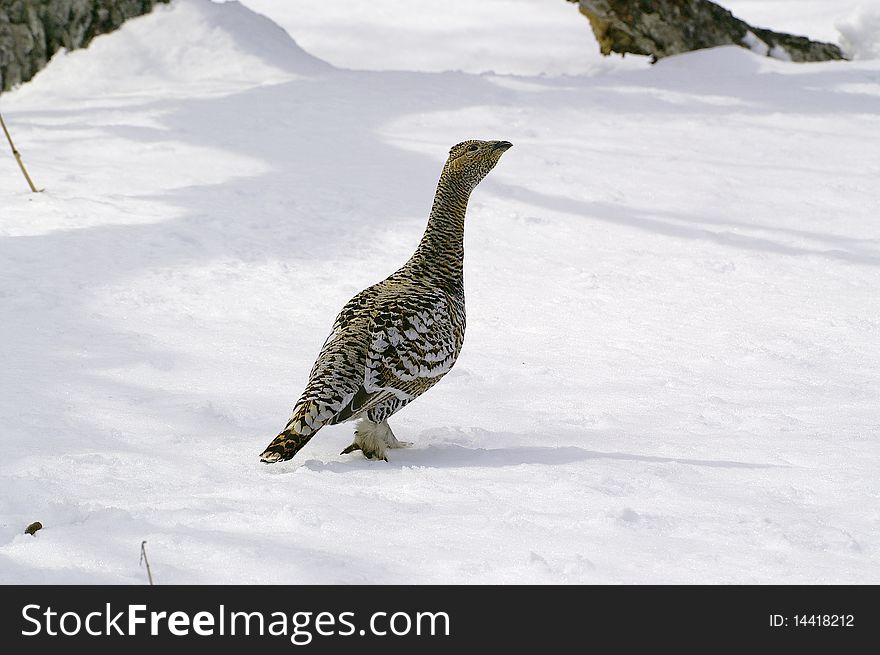 Black-billed Capercaillie, The Hen.