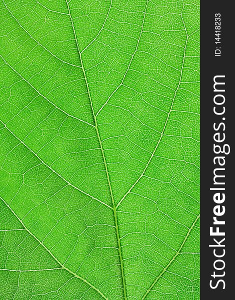 Texture Of Green Leaf