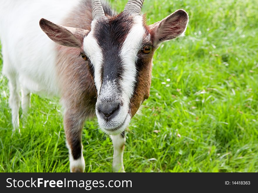 Goat on the spring meadow looks in the camera