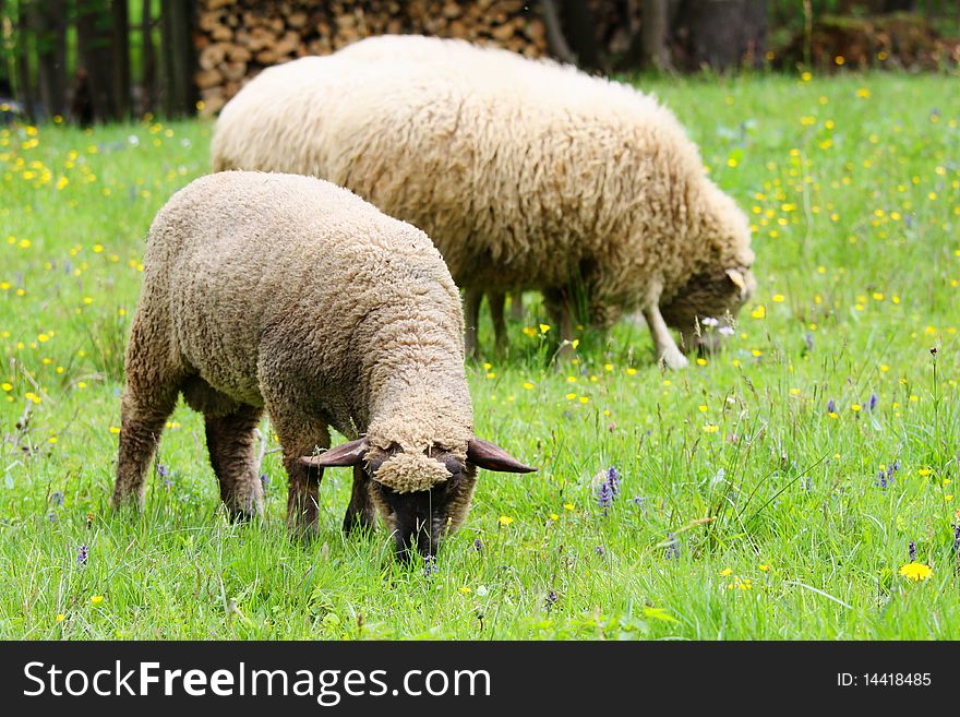 Two adult sheeps and green grass