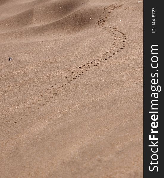 Trail of a beetle in the namib desert. Trail of a beetle in the namib desert