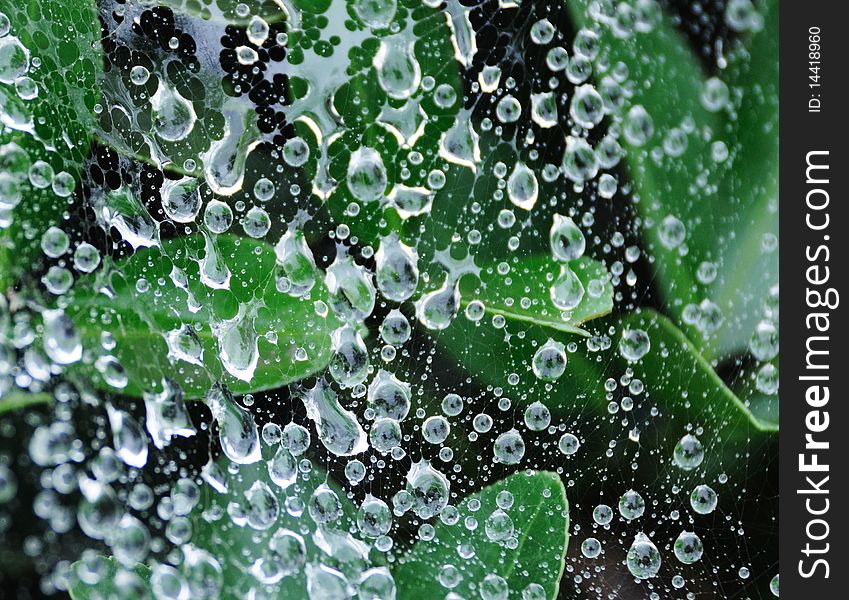 Water Drop On The Spider Web