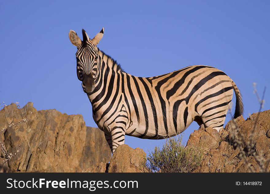 Zebra standing on top of a hill looking at camera