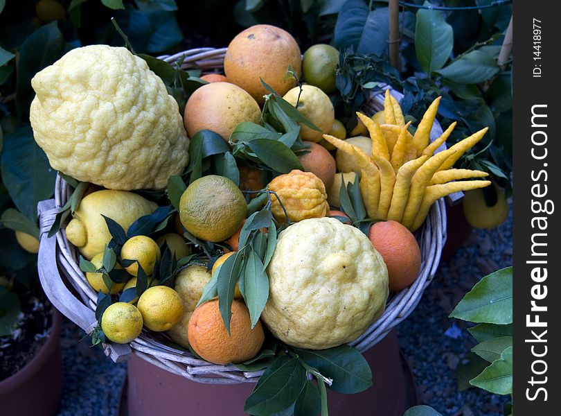 Fresh citrus fruit in a basket. Fresh citrus fruit in a basket