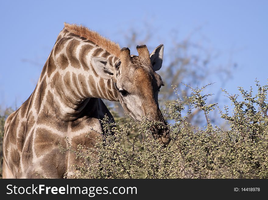 A giraffe eating leaves from a tree, facing camera