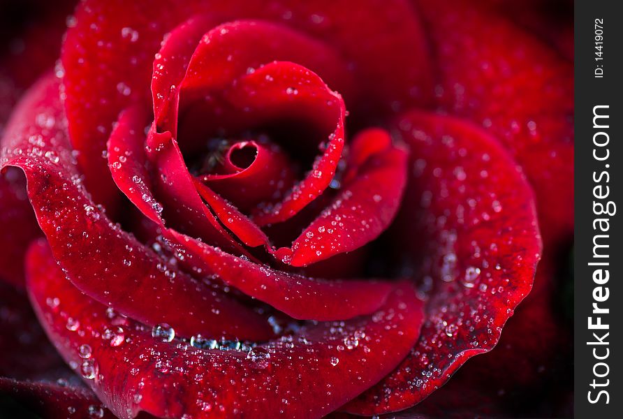 Macro image of dark red rose with water droplets. Extreme close-up with shallow dof.