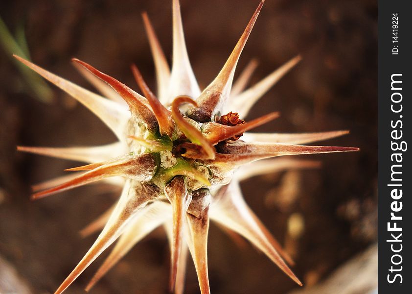 A euphorbia plant (a cactus) shot at an interesting angle. A euphorbia plant (a cactus) shot at an interesting angle
