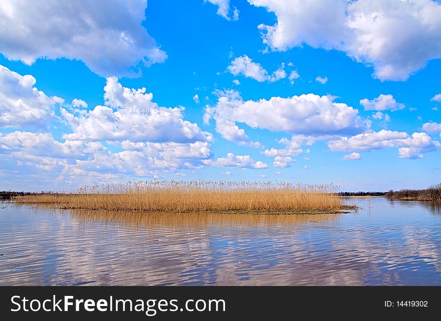 Reed on lake