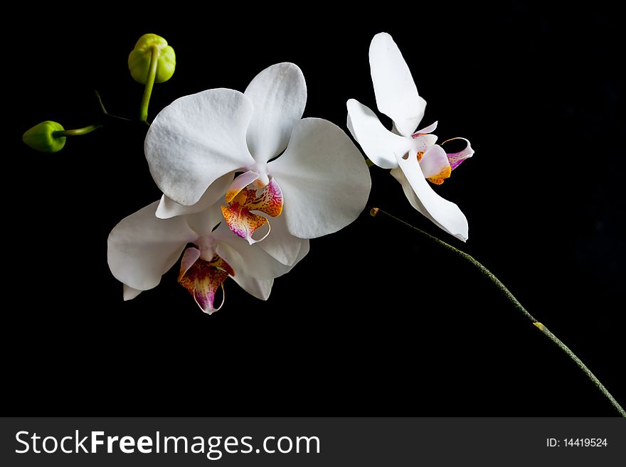 Orchid on dark background image