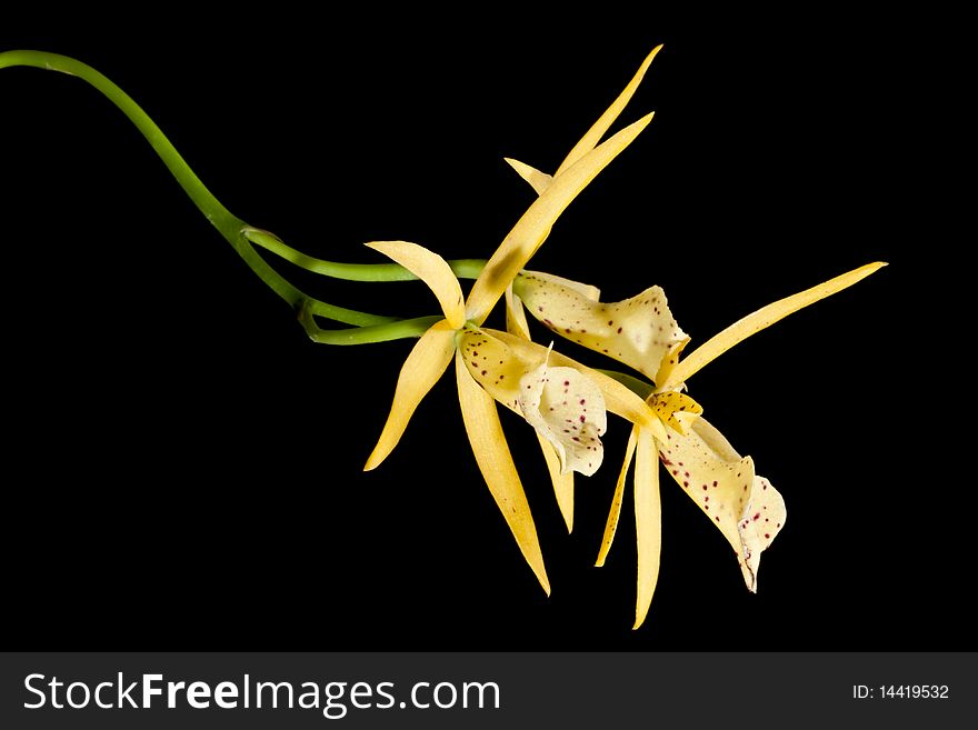 Orchid on dark background image