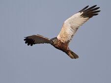 Free Western Marsh Harrier Circus Aeruginosus Royalty Free Stock Photography - 144100047