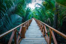 Old Wooden Bridge To Palm Oil Plantation, Selective Focus Royalty Free Stock Photography