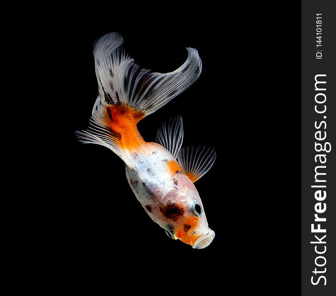 goldfish isolated on a dark black background