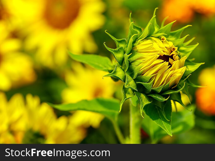Detailed view of a beautiful tropical sunflower bud in the field of sunflowers. Detailed view of a beautiful tropical sunflower bud in the field of sunflowers.