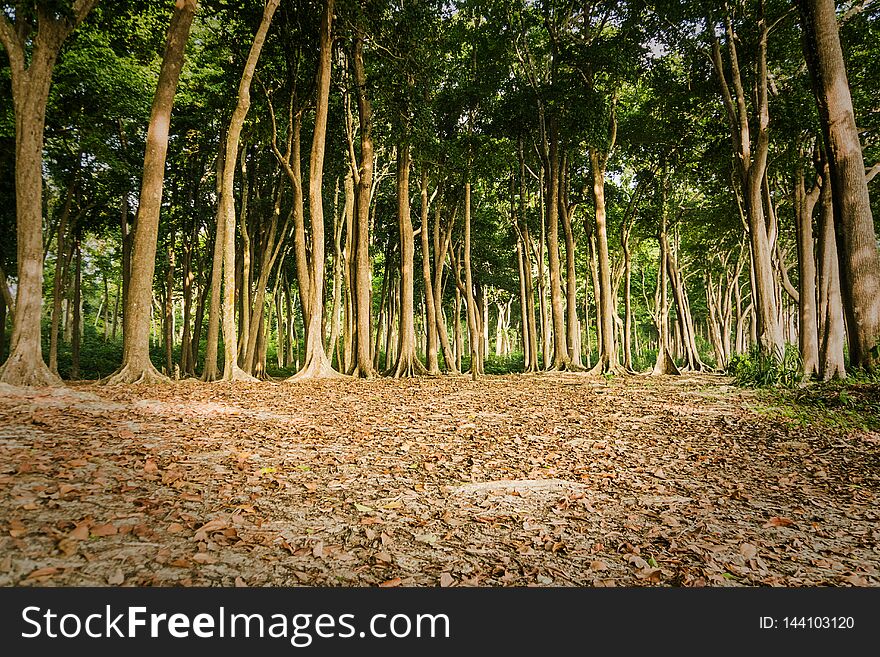 beautiful green forest. tall tree trunks with a lush crown. trail on the background of coniferous tree trunks in the rainforest