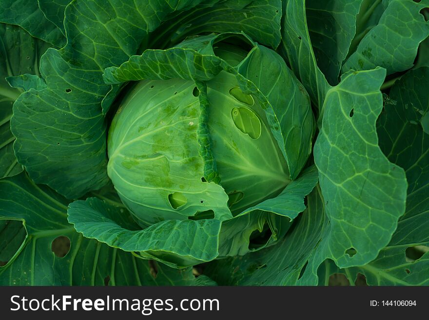 Cabbage head growing on the vegetable bed