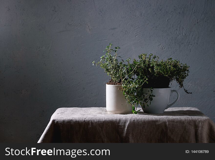 Kitchen table potted gardening greens variety of thymes in white mug over grey linen table cloth. Copy space. Kitchen table potted gardening greens variety of thymes in white mug over grey linen table cloth. Copy space