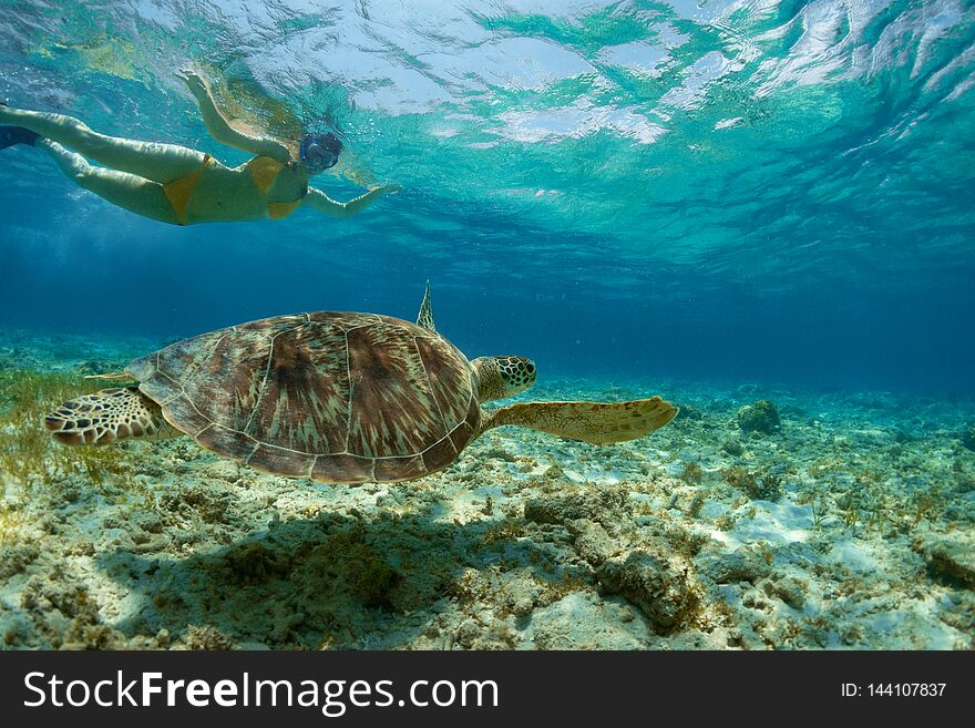 Snorkeling woman and sea turtle. Tourist activity snorkeling with turtles. Marine tortoise underwater photo. Human and animal undersea. Friendly wild animal of tropical seashore. Snorkeling woman and sea turtle. Tourist activity snorkeling with turtles. Marine tortoise underwater photo. Human and animal undersea. Friendly wild animal of tropical seashore