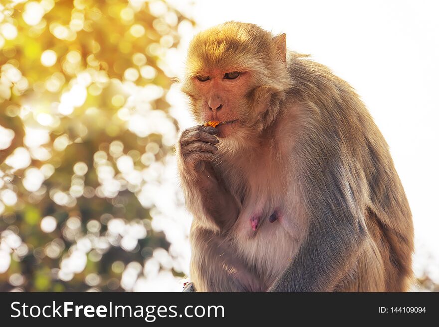 Monkey and flowers. female monkey is eating a yellow flower in Indian forest