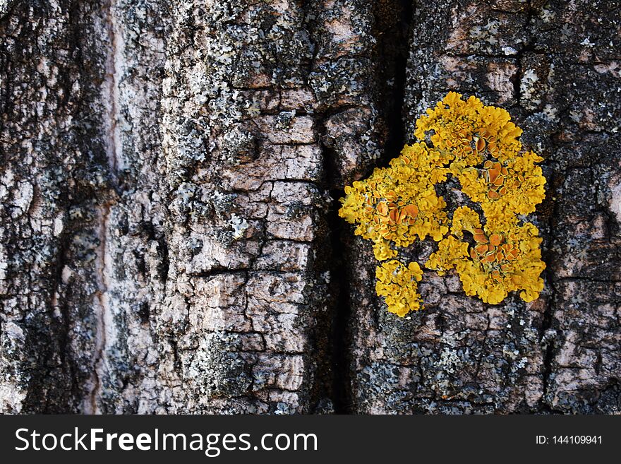 Tree bark texture with yellow moss close-up
