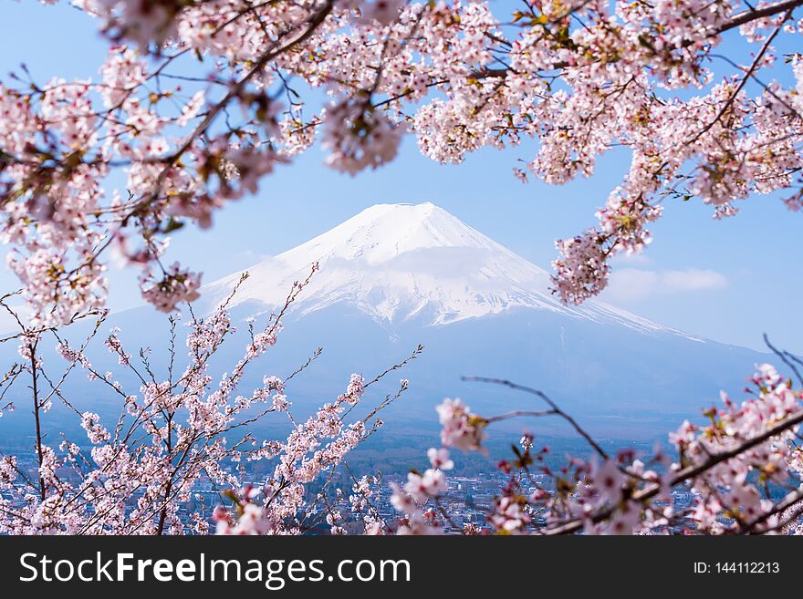 Sakura tree in Japan. Blooming cherry blossom flower in the garden on Spring. Sakura tree in Japan. Blooming cherry blossom flower in the garden on Spring