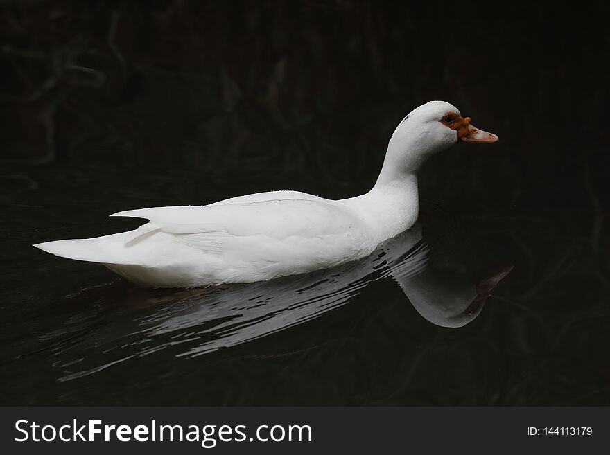 Swimming duck..