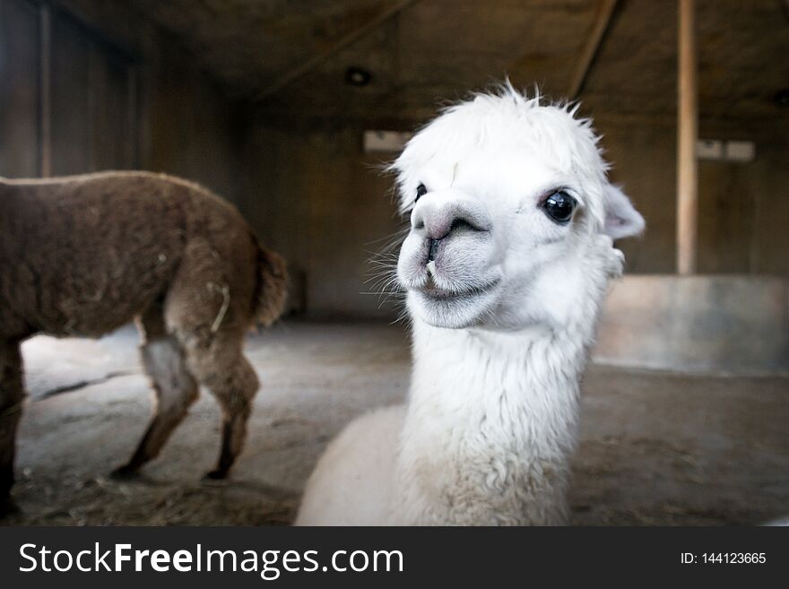 Beautiful and cute happy white alpaca looking ahead.