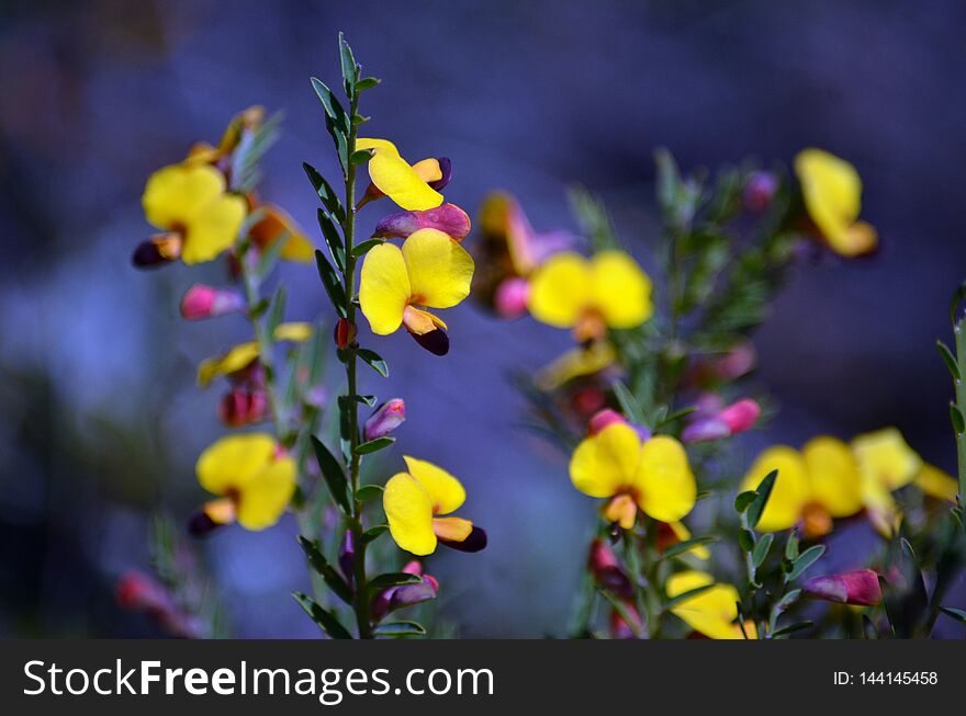 Yellow and red flowers of the Australian native pea Bossiaea heterophylla, family Fabaceae, growing in Royal National Park, Sydney, NSW, Australia. Common name is the Variable Bossiaea. Endemic to eastern coast of NSW and Queensland. Flowers Autumn April to May. Yellow and red flowers of the Australian native pea Bossiaea heterophylla, family Fabaceae, growing in Royal National Park, Sydney, NSW, Australia. Common name is the Variable Bossiaea. Endemic to eastern coast of NSW and Queensland. Flowers Autumn April to May