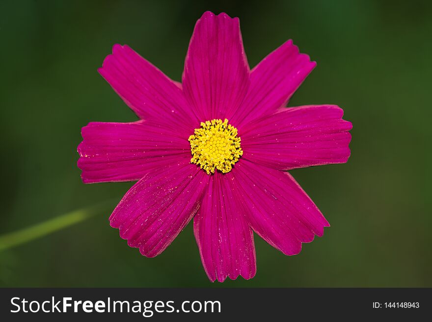 Cosmos Flower In The Garden