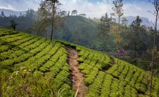 Tea Plantation In Up Country Near Nuwara Eliya, Sri Lanka. Beautiful Landscape. Travel To Asia Royalty Free Stock Photo