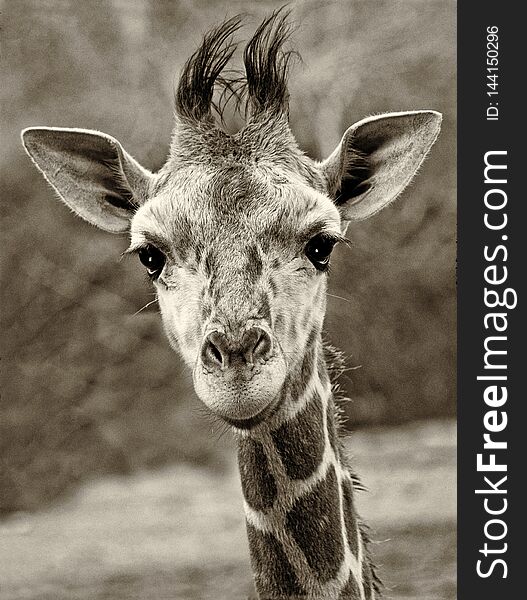 Curious Baby Giraffe Looking Right into the Camera, in Black and White