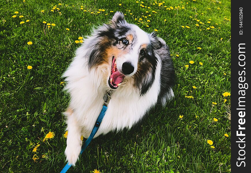 Our always happy Blue Merle Sheltie enjoying a beautiful Spring day. Our always happy Blue Merle Sheltie enjoying a beautiful Spring day