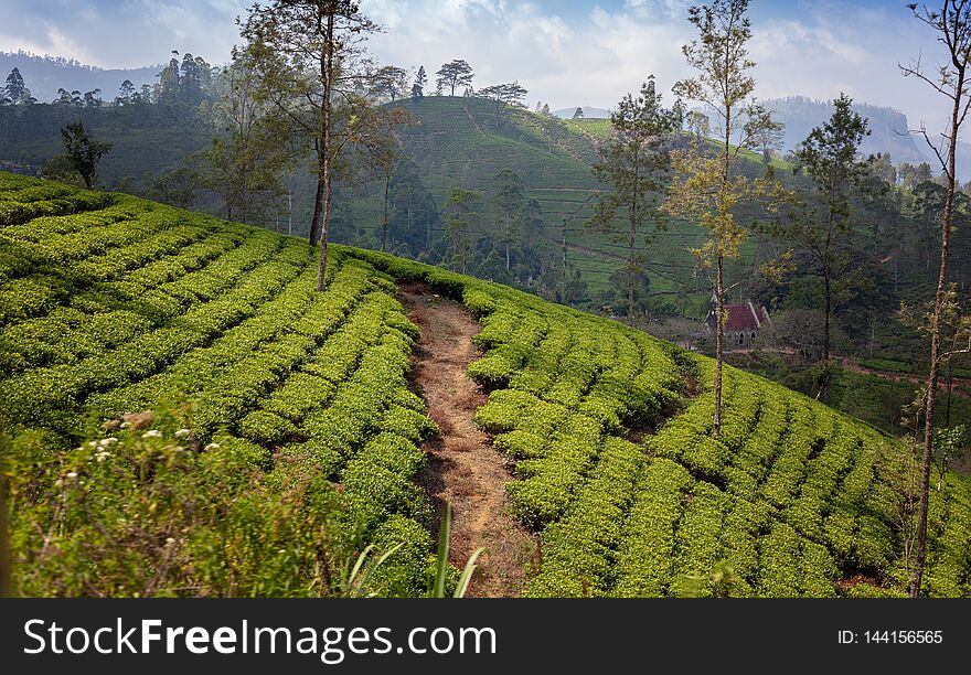 Tea plantation in up country near Nuwara Eliya, Sri Lanka. Beautiful landscape. Travel to Asia
