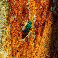 Free Green Bug And Orange Tree Bark Stock Photo - 144167510