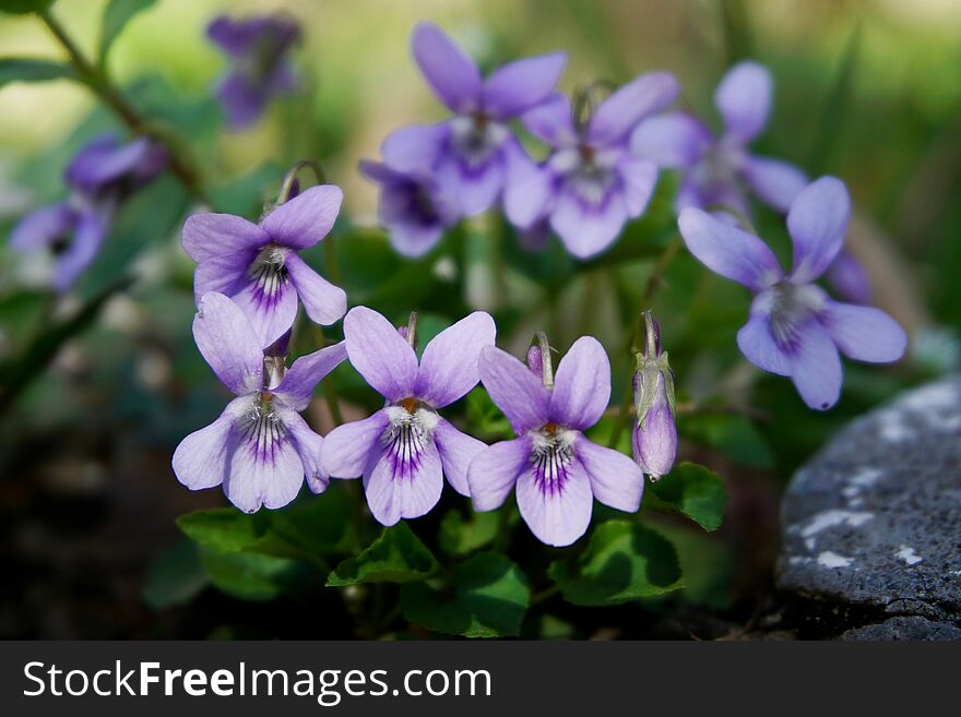 Close-up of a violet flowers, Viola odorata, blooming in early spring. Close-up of a violet flowers, Viola odorata, blooming in early spring