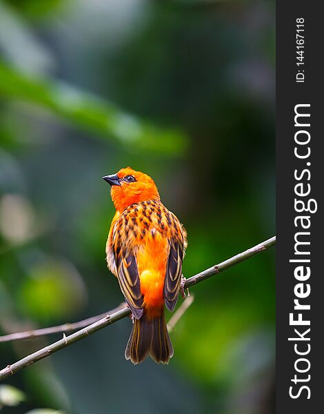 Bright colourful small bird on the branch