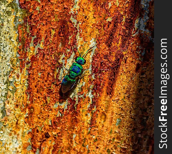 Colorful photo of green bug and orange tree bark