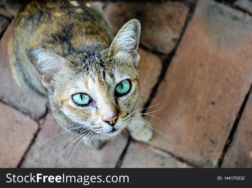 Charming green-eyed cat sitting and looking directly to the camera. Photo of the outdoor cat on the bricks background is made in Thailand, Asia. Charming green-eyed cat sitting and looking directly to the camera. Photo of the outdoor cat on the bricks background is made in Thailand, Asia.