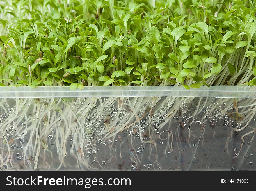 Micro-green Salad With Roots In A Plastic Container, Close-up. Detoxification And Weight Loss