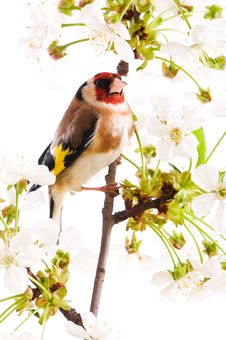 Goldfinch Stock Images