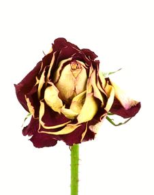 Dead Rose Royalty Free Stock Image Dead Rose Royalty Free Stock Image