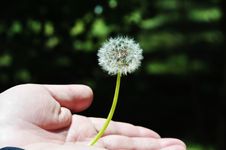 Dandelion In Palm Stock Image Dandelion In Palm Stock Image