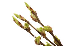 Blossoming Germs Of A Bird Cherry Royalty Free Stock Photos Blossoming Germs Of A Bird Cherry Royalty Free Stock Photos