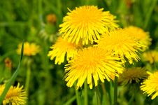 Yellow Dandelion In Green Meadow Royalty Free Stock Image Yellow Dandelion In Green Meadow Royalty Free Stock Image