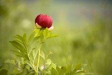 Wild Peony Flower Stock Images Wild Peony Flower Stock Images