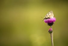 Butterfly On A Thistle With A Defocused Background Stock Photography