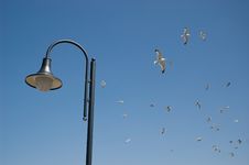 Street Lamp And Seagulls Royalty Free Stock Photography