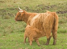 Highland Cow With Calf At Foot. Royalty Free Stock Image