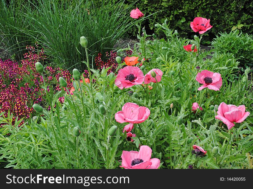 Springtime colorful pink poppies in bloom with colorful floral background. Springtime colorful pink poppies in bloom with colorful floral background